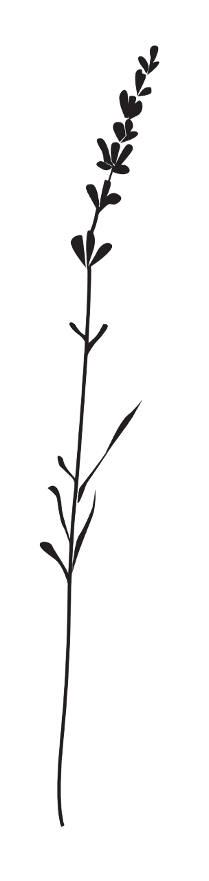 Gräserwiese Lavendel lang