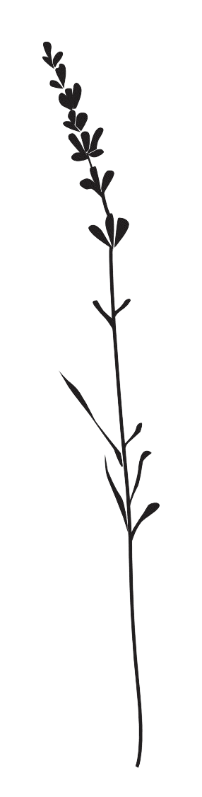 Gräserwiese Lavendel kurz