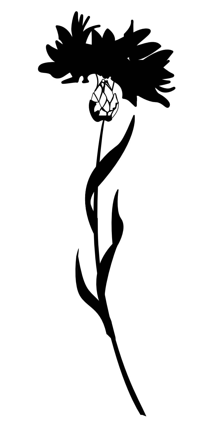 Kornblume maxi