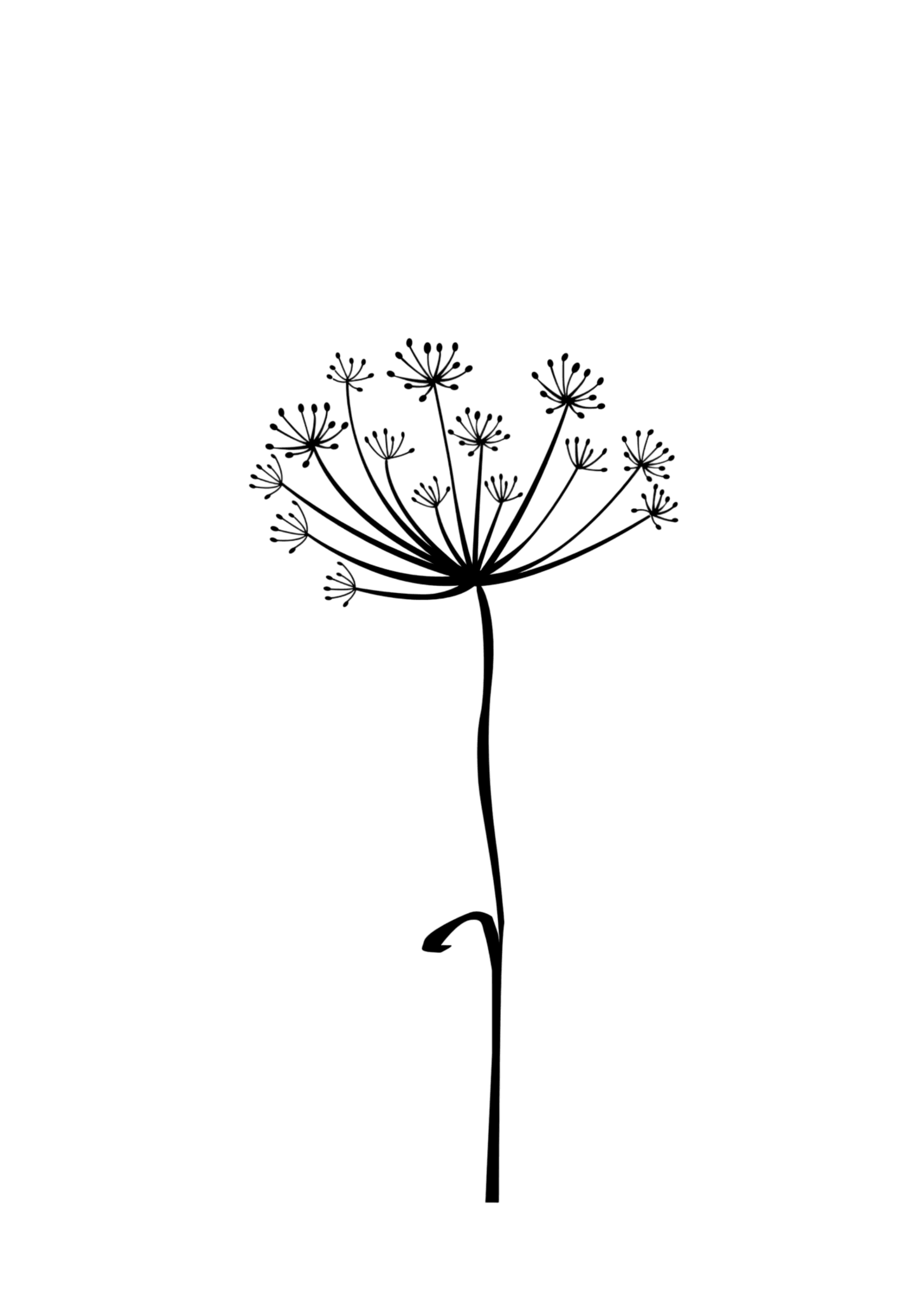 Dill Blume