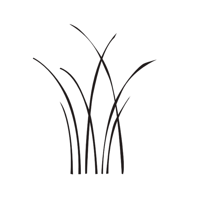 Gräserwiese Gras