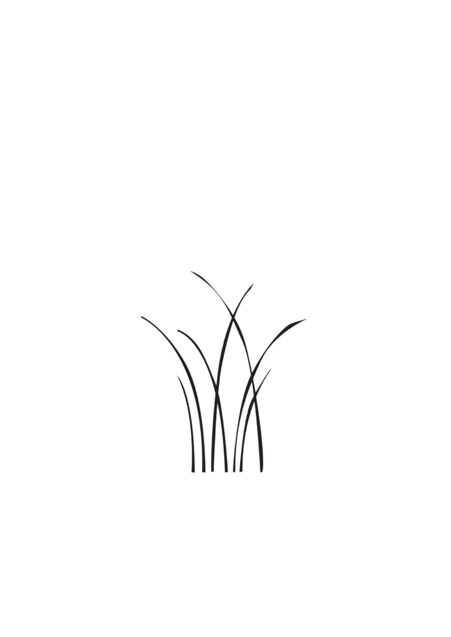 Gräserwiese Gras medium