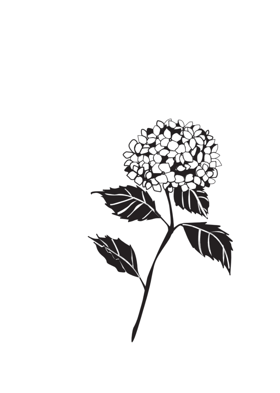 Hortensie schwarz medium