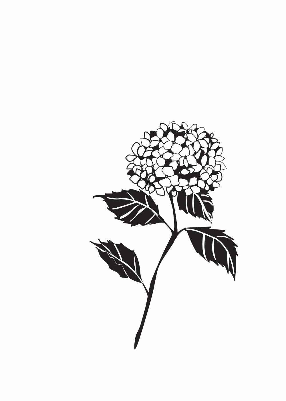 Hortensie schwarz
