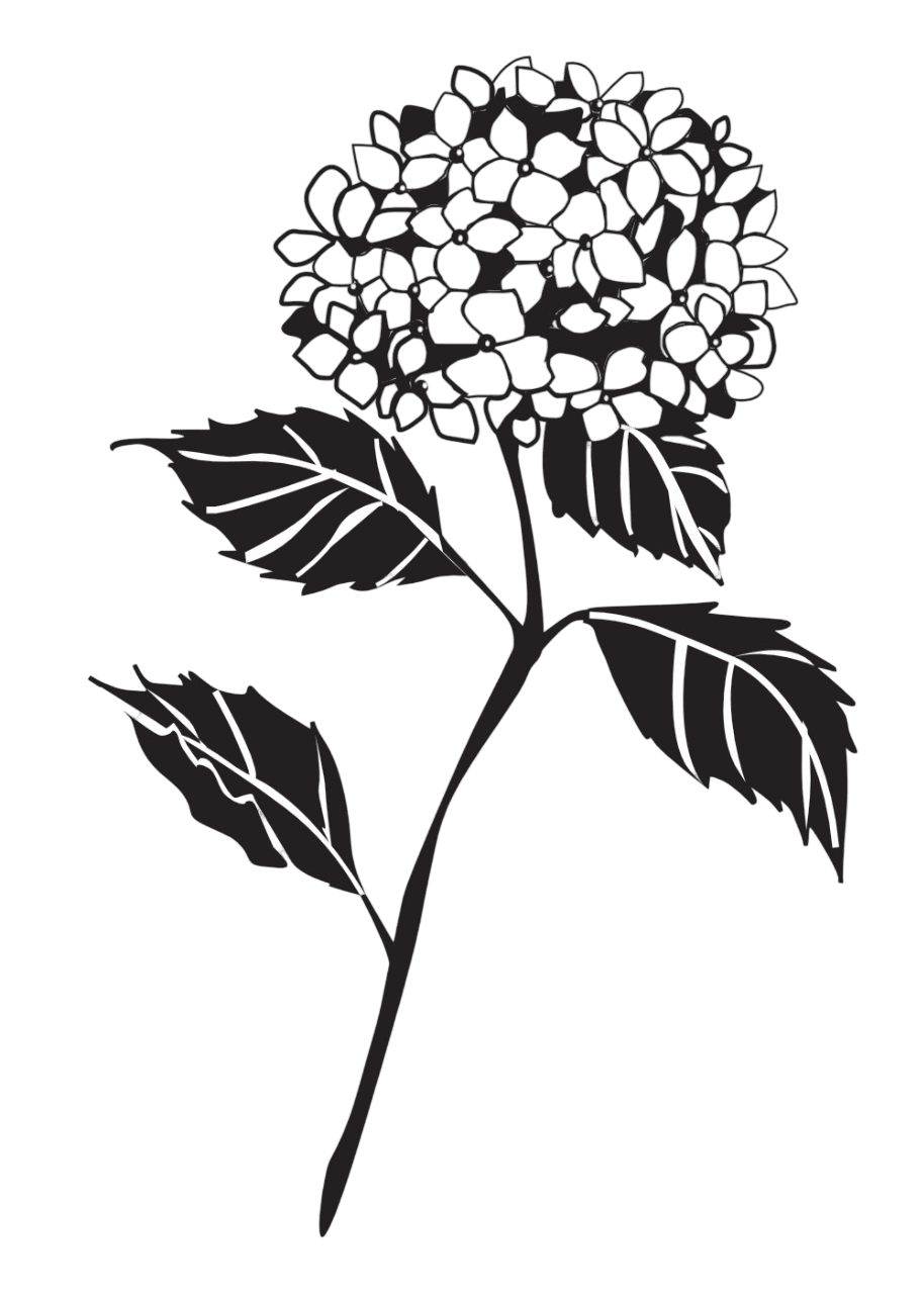 Hortensie schwarz maxi