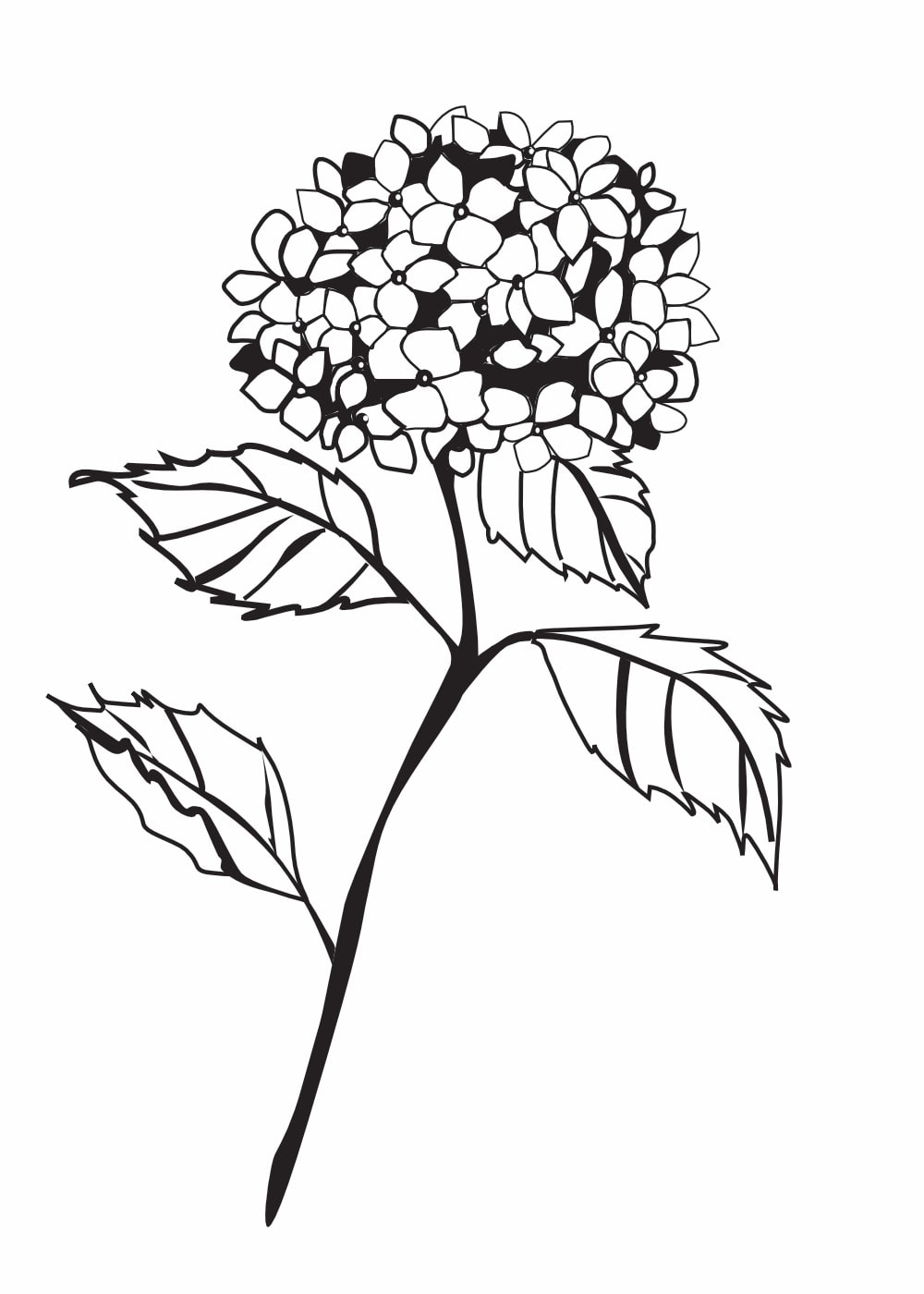 Hortensie weiß