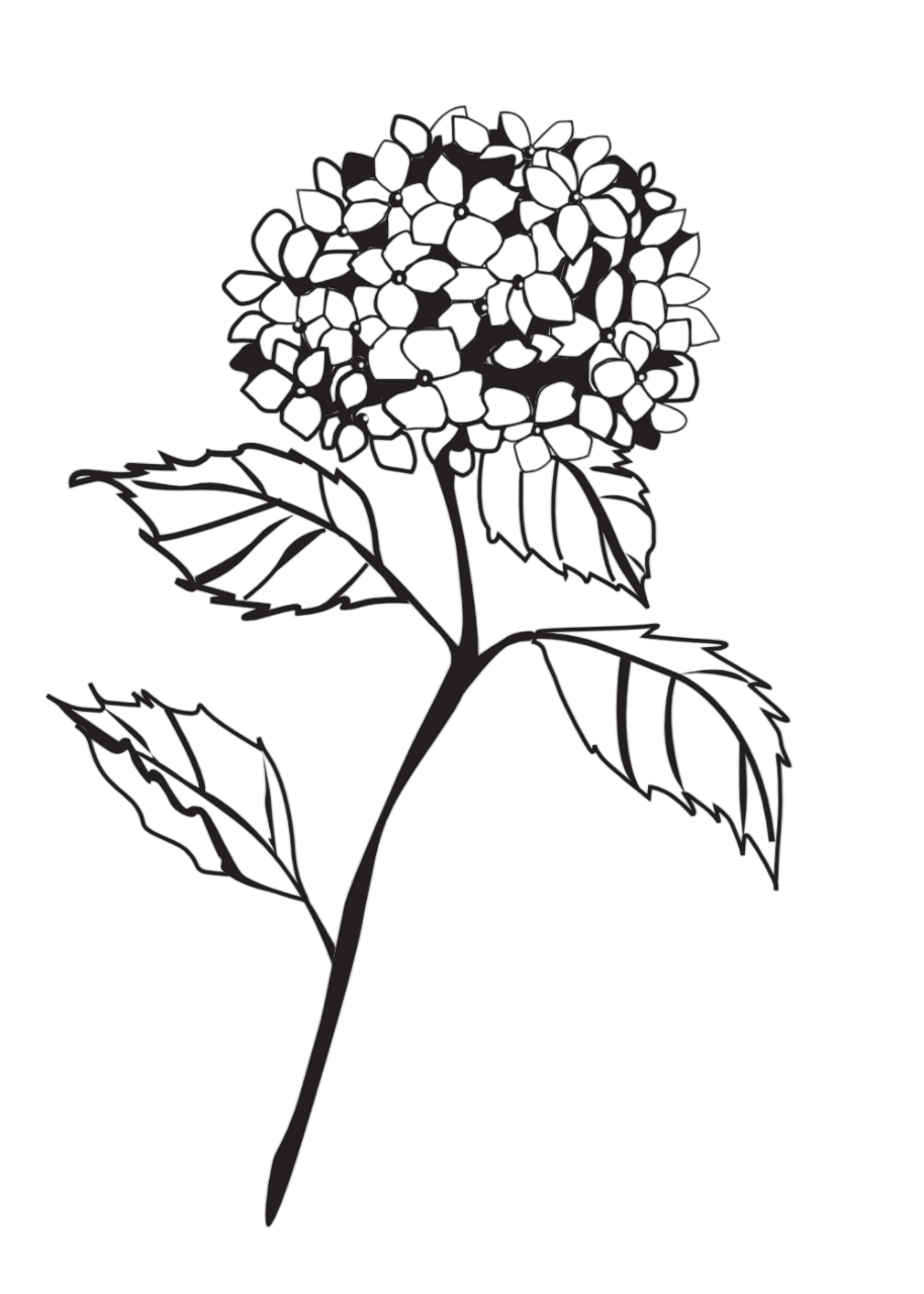 Hortensie weiß maxi