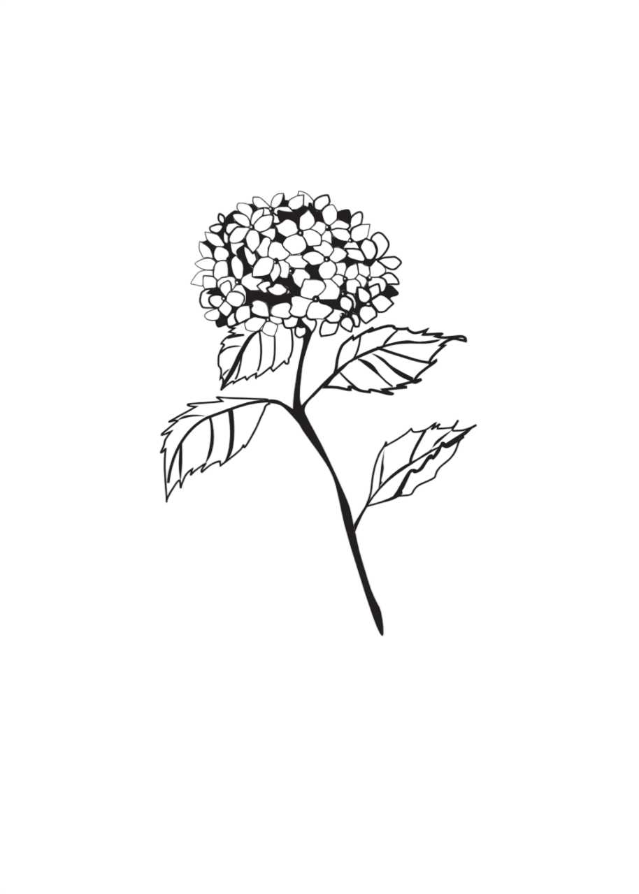 Hortensie weiß medium