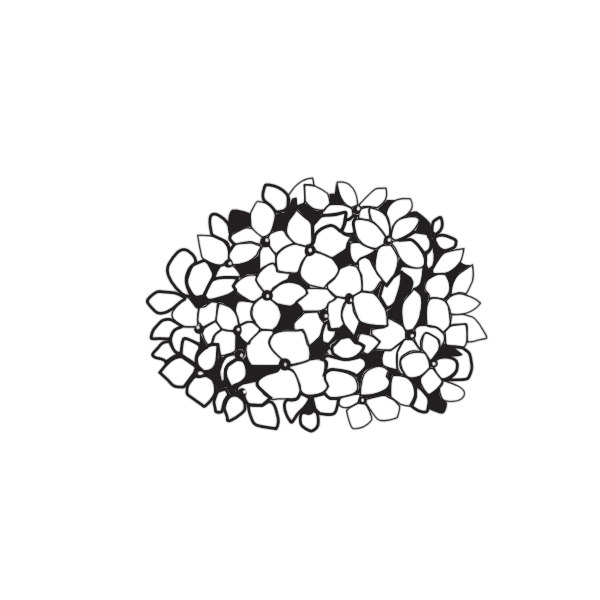 Hortensiendolde medium