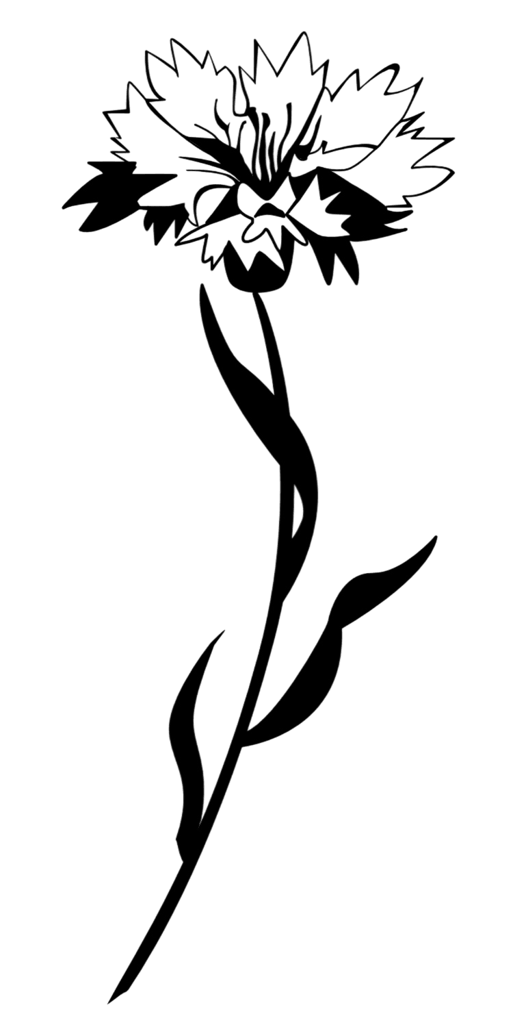 Kornblume Kontur
