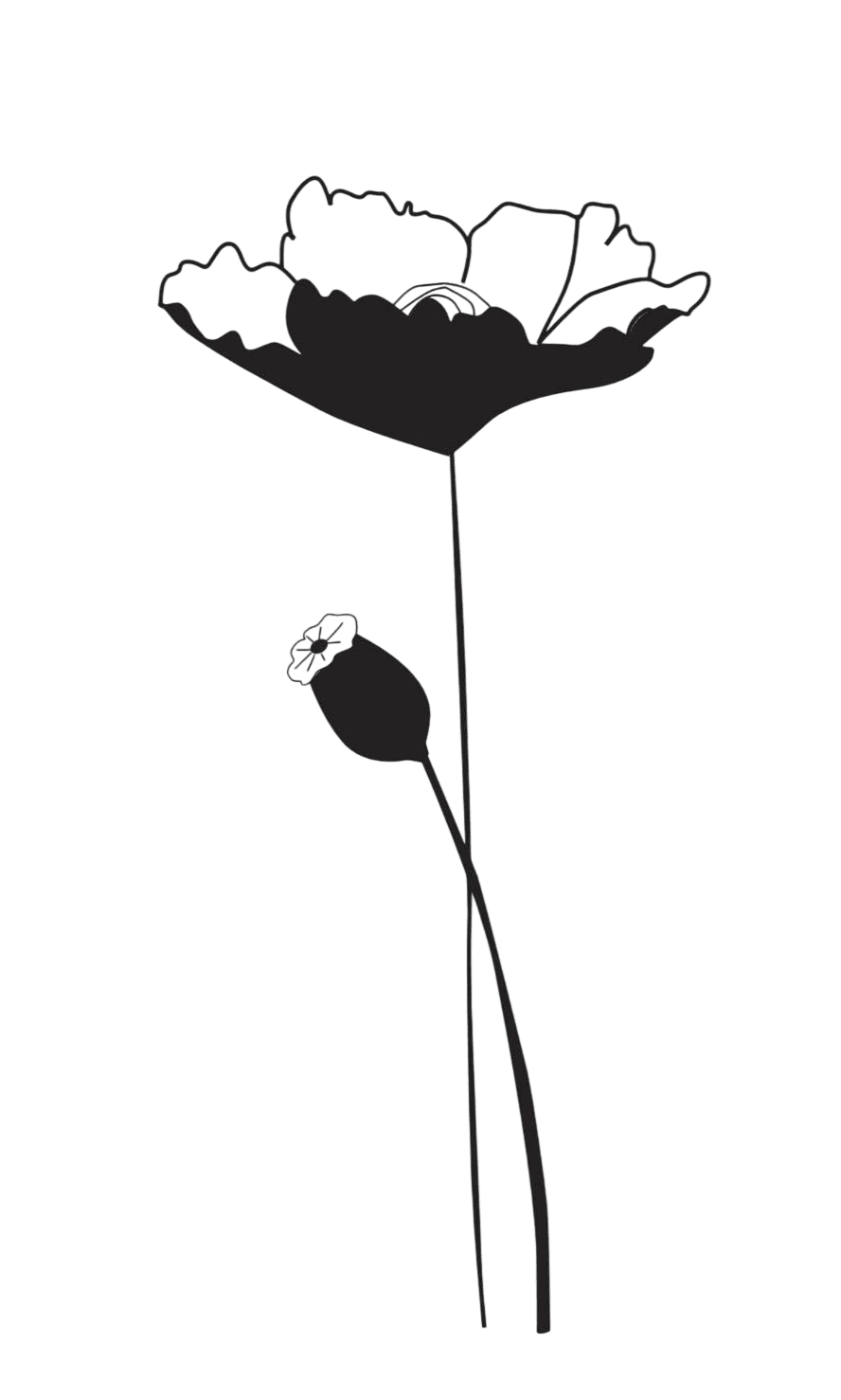 Mohnblume mit Knospe 2