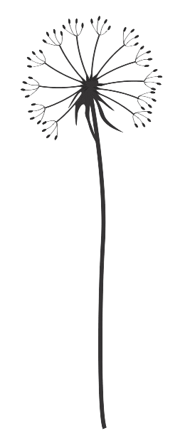 Gräserwiese Pusteblume mit Stiel