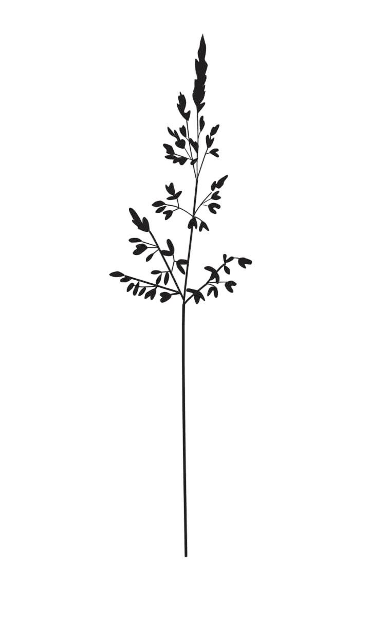 Gräserwiese Rispe medium